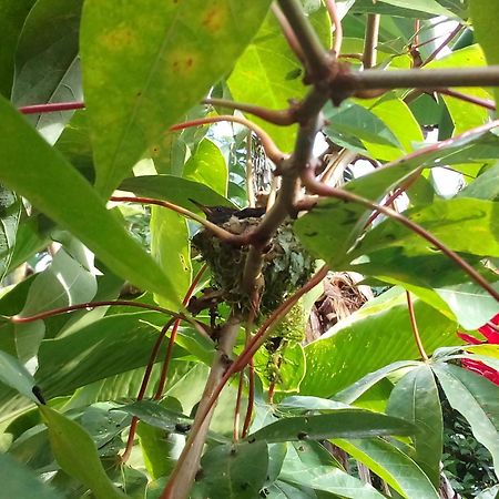 לינה וארוחת בוקר ביחגואה Jardin Entre Montanas מראה חיצוני תמונה