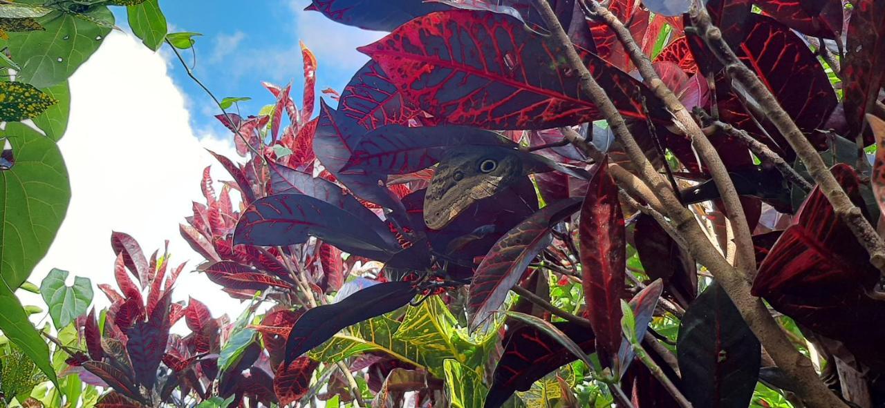 לינה וארוחת בוקר ביחגואה Jardin Entre Montanas מראה חיצוני תמונה