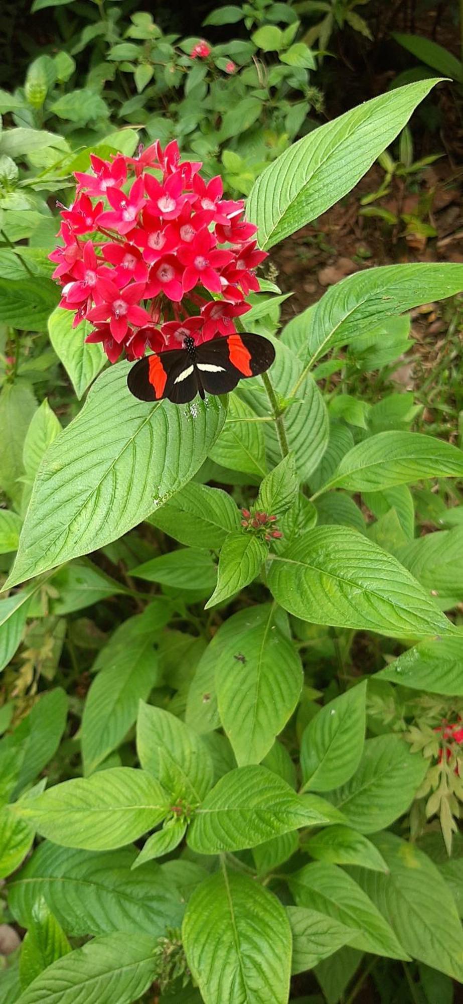 לינה וארוחת בוקר ביחגואה Jardin Entre Montanas מראה חיצוני תמונה