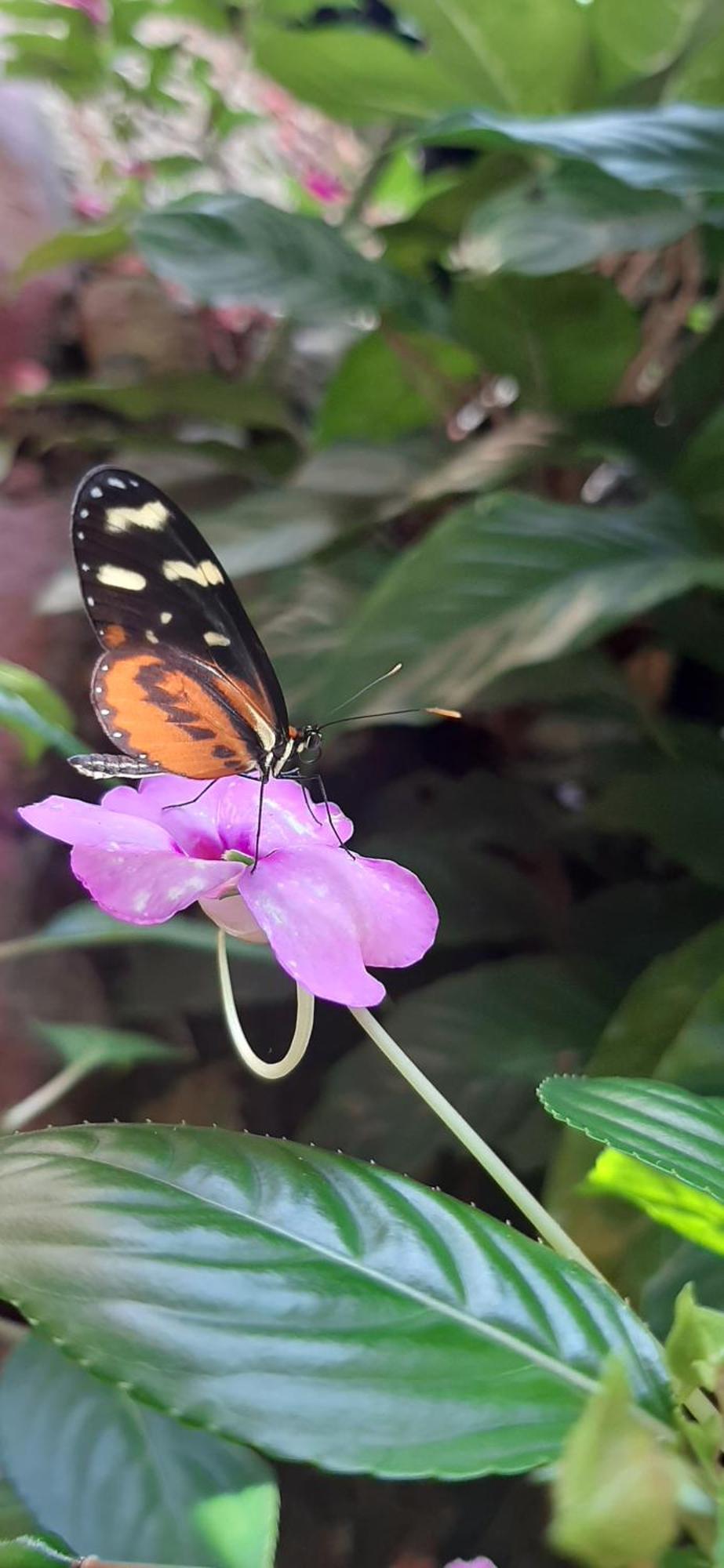 לינה וארוחת בוקר ביחגואה Jardin Entre Montanas מראה חיצוני תמונה