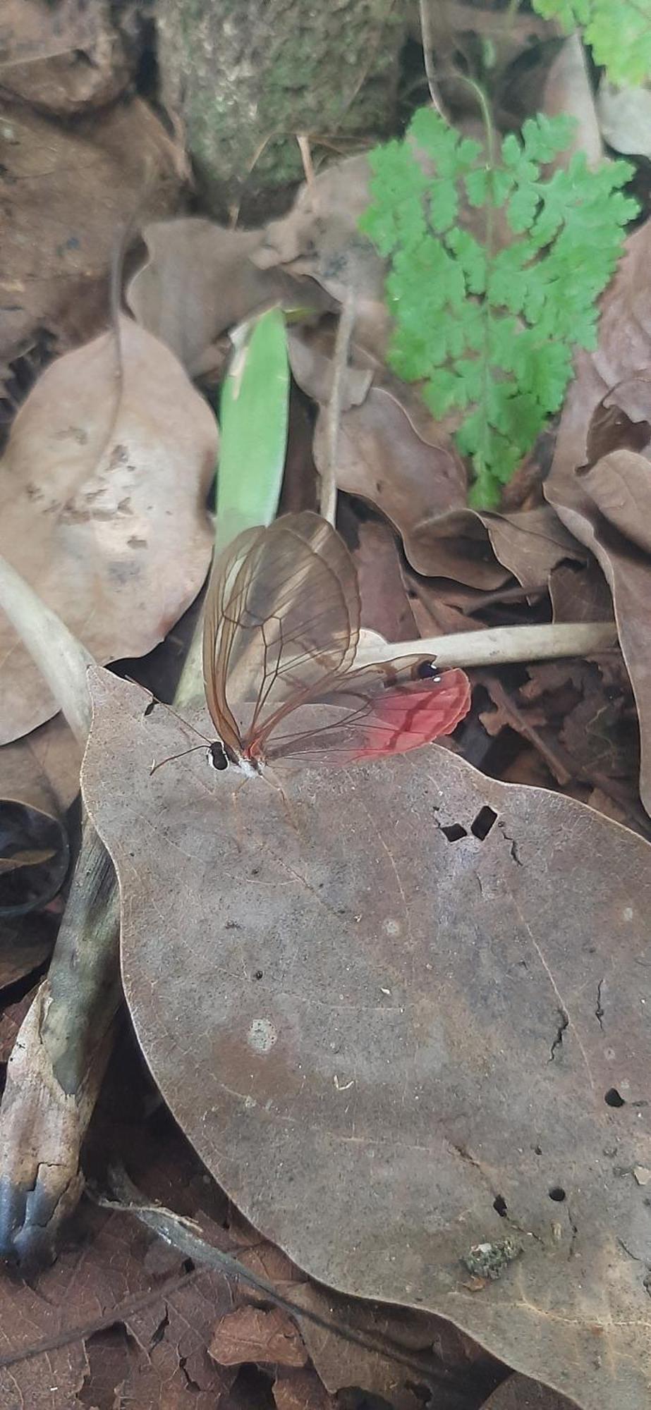 לינה וארוחת בוקר ביחגואה Jardin Entre Montanas מראה חיצוני תמונה