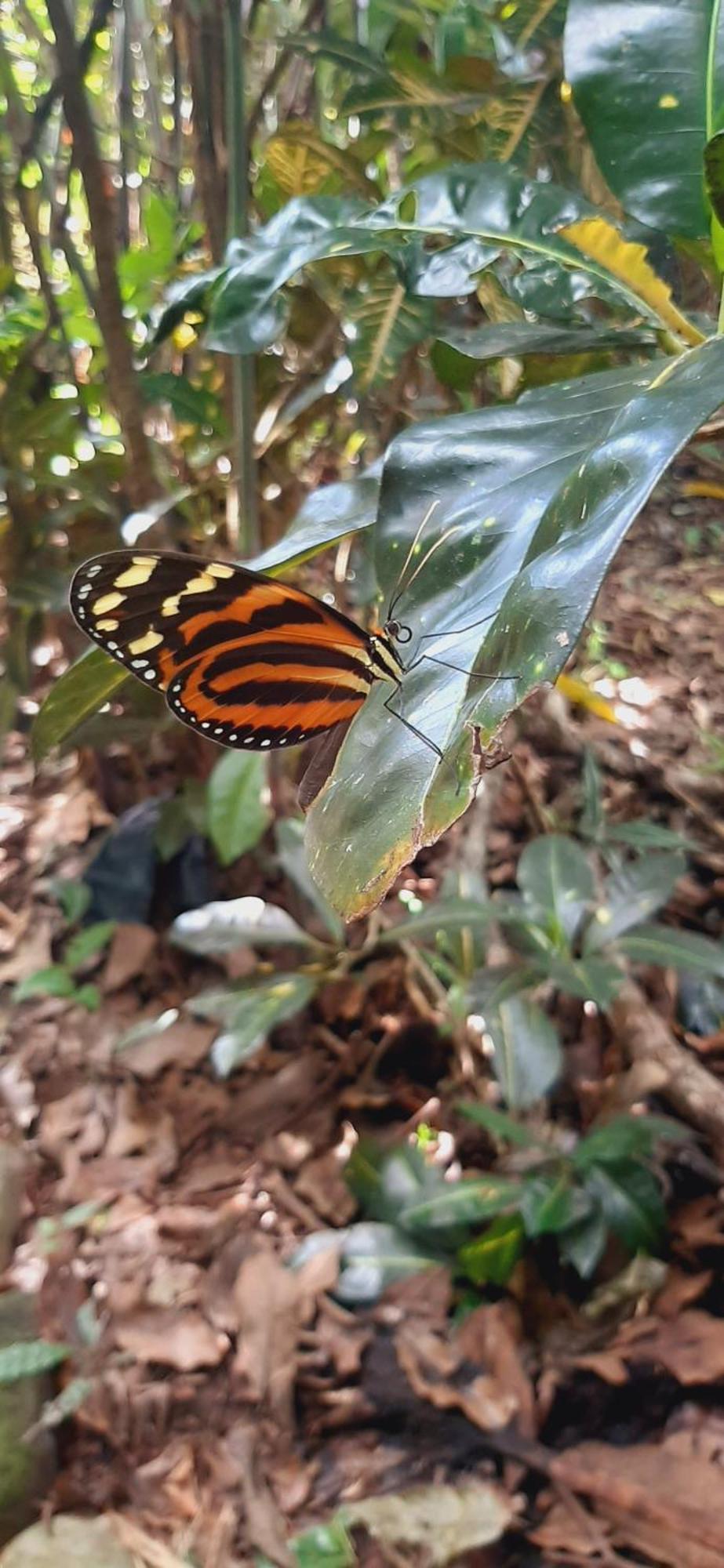 לינה וארוחת בוקר ביחגואה Jardin Entre Montanas מראה חיצוני תמונה